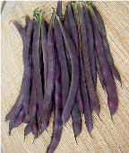 Trionfo Violetto Pole Beans BN103-50