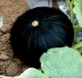 Japanese Black Pumpkin Seeds PM62-10_Base