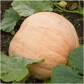 Pacific Giant Pumpkin Seeds PM42-5_Base