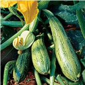 Caserta Zucchini Squash Seeds SQ46-10_Base