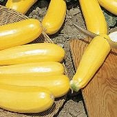 Golden Zucchini Squash Seeds SQ85-10_Base