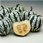 Heart of Gold Squash Seeds SQ109-10_Base
