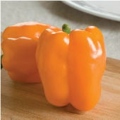 Gourmet Orange Pepper Seeds SP91-10_Base