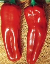 Marconi Rosso Pepper Seeds SP271-20_Base