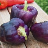 purple bell pepper