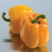 Sunrise Orange Sweet Peppers SP211-10