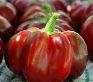 Super Red Pimento Sweet Peppers SP69-20