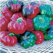Tennessee Cheese Pepper Seeds SP95-10_Base