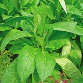 Wild Tobacco Seeds TB8-100_Base