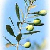 Olive Tree Seeds TR24-20_Base