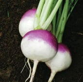 Purple Top White Globe Turnip Seeds TP1-500_Base