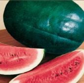 Black Diamond Watermelon Seeds WM3-20_Base