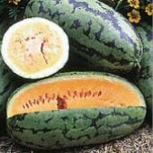 Orangeglo Watermelon Seeds WM41-10_Base