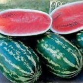 Pinata Watermelon Seeds WM80-10_Base