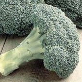 Packman Broccoli BR4-25