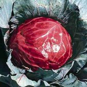 Mammoth Red Rock Cabbage Seeds CB4-250_Base