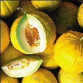 Amarillo Oro Melon Seeds CA52-20_Base