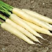 White Satin Carrots CT35-100