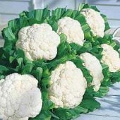 Snow Crown Cauliflower CF6-50