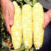 Gotta Have It Corn CN37-50