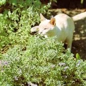 Catmint HB19-100