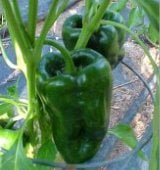 Ancho 101 Pepper Seeds HP1130-10_Base