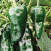 Ancho Pepper Seeds HP1304-20_Base