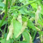 Arrivivi Gusano Pepper Seeds HP16-10_Base