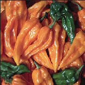 Fatalii Hot Peppers (Orange) HP1810-10