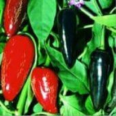 Hungarian Black Hot Peppers HP115-10