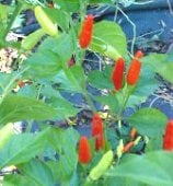 Tabasco McIlhenny Pepper Seeds HP540-10_Base