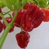 Tobago Seasoning Pepper Seeds HP480-10_Base