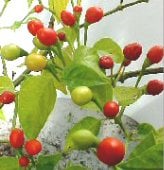 Wiri Wiri Pepper Seeds HP1177-10_Base