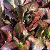 Rouge d'Hiver Lettuce Seeds LC12-750_Base