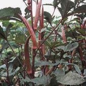 Red Burgundy Okra Seeds OK2-50_Base