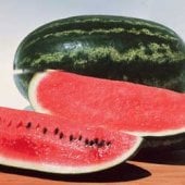 Congo Watermelons WM6-20
