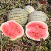 Dixie Queen Watermelons WM31-20