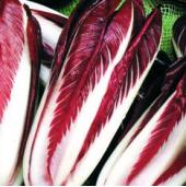Red Treviso Chicory Seeds CE6-100_Base