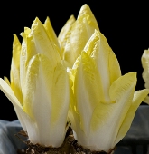 Witloof Chicory Seeds CE9-100_Base