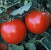 Abe Lincoln Tomato Seeds TM921-10_Base