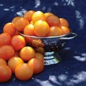 Amarillo Tomato Seeds TM643-10_Base