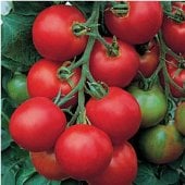 Amish Salad Tomato Seeds TM144-20_Base