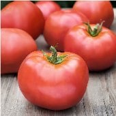 Atkinson Tomato Seeds TM419-20_Base