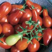 Austin's Red Pear Tomato Seeds TM925-10_Base