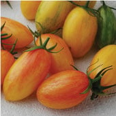 Blush Tomato Seeds TM877-10_Base
