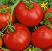 Bonny Best Tomato Seeds TM17-20_Base