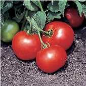 Bush Beefsteak Hamburger Slicer Tomato 25+ Seeds Heirloom Organic Non-GMO  Garden