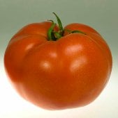 Campbell 1327 Tomato Seeds TM27-10_Base