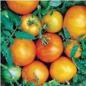 Caro Rich Tomato Seeds TM530-20_Base