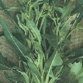 A Foglia d'Ulivo Broccoli Raab Seeds BR29-100_Base